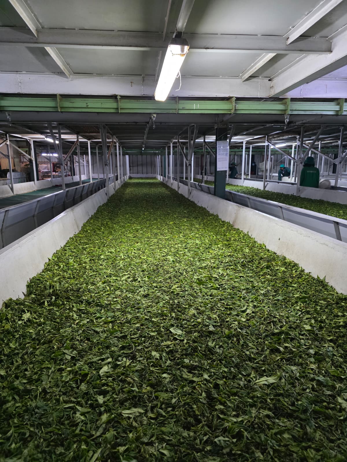 Tea Factory Visit