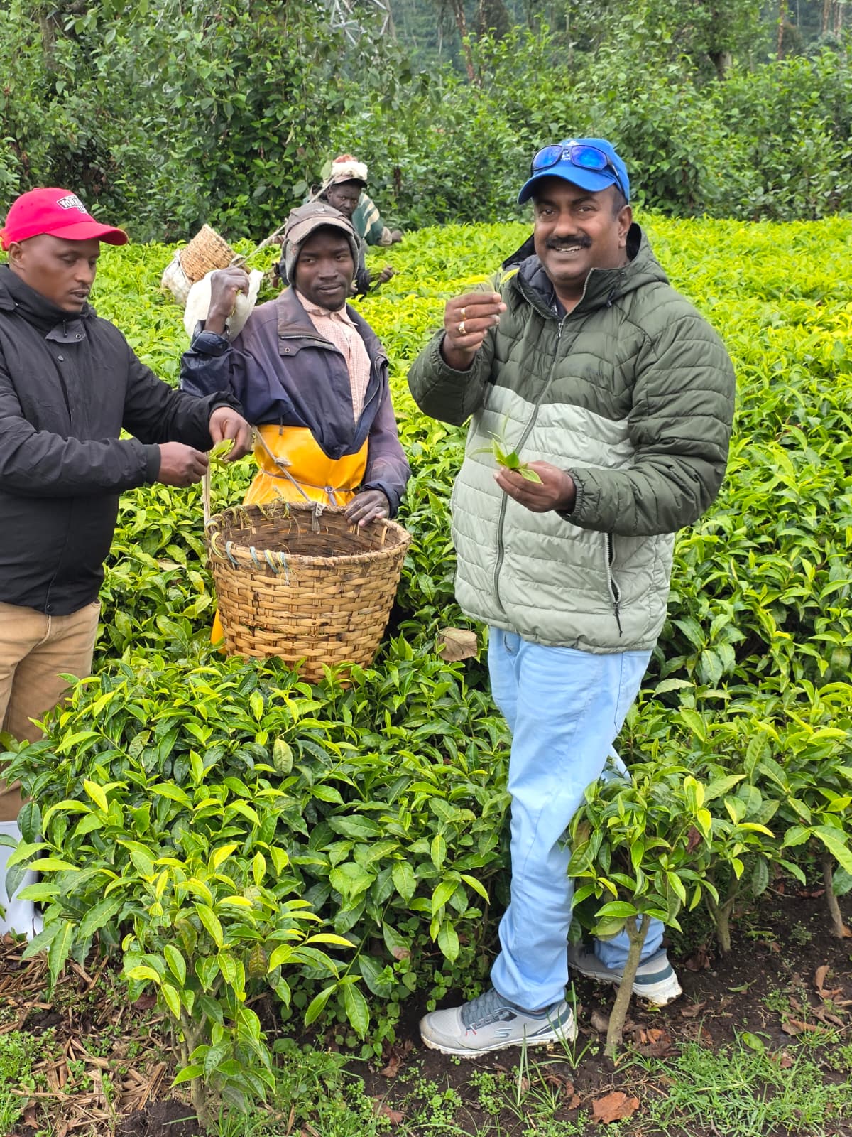 Tea Plantation Visit