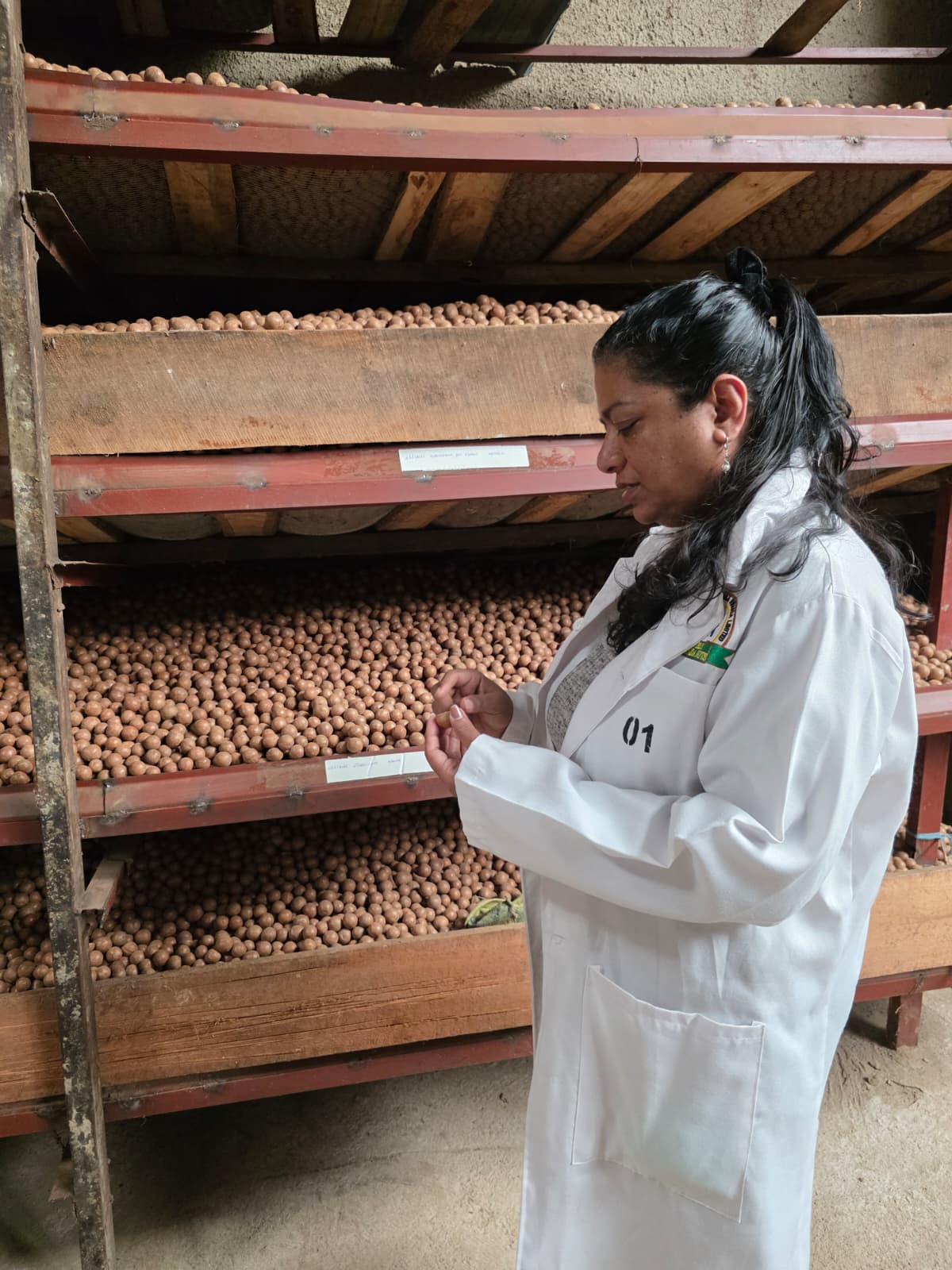Macadamia Nut Factory Visit