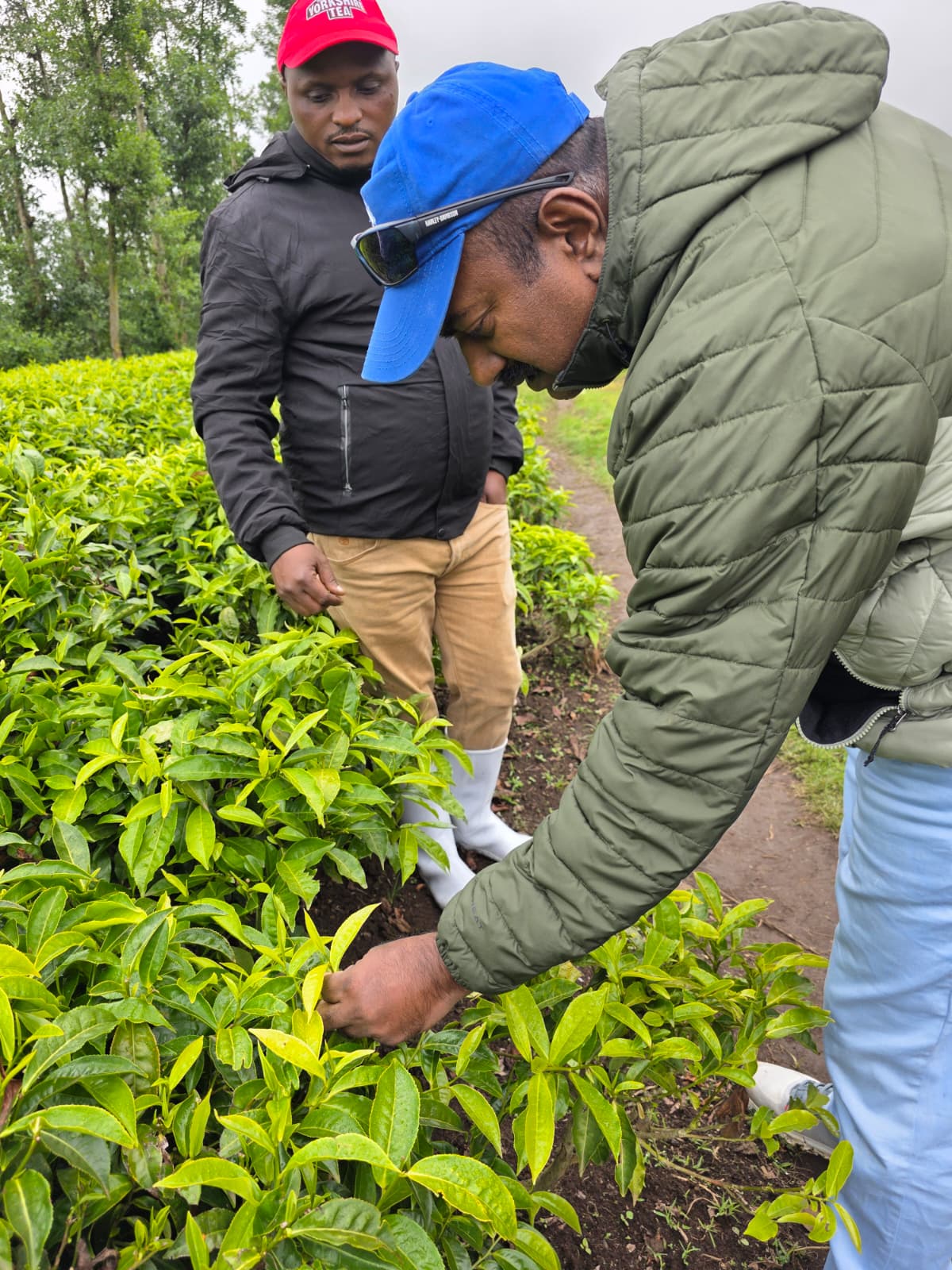 Tea Plantation Visit
